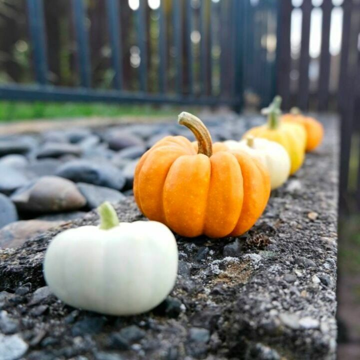 giantpumpkinsnz's tweet photo. Miniature pumpkin lineup. Which one is your favourite type?
⠀
#giantpumpkinnz
#giantpumpkins
#miniature
#miniaturepumpkin
#miniaturepumpkins
#miniatures
#minipumpkins
#nzpumpkins
#pumpkinsofnz https://t.co/5aawaSjnYI https://t.co/aBtv9yRGKu