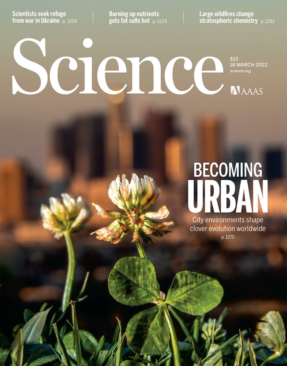 1st paper of the #GlobalUrbanEvolution project came out today in @ScienceMagazine. How fitting to have clover on the cover for St. Paddy's Day 🍀☘️🍀☘️! We show that urbanization leads to similar enviro changes and repeated adaptation across the world science.org/doi/10.1126/sc… 1/8