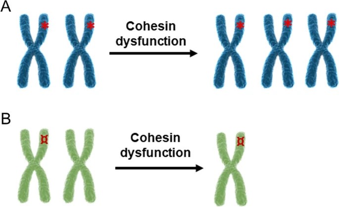 JournalofExper1's tweet image. New Review 🎯

𝐓𝐡𝐞 𝐦𝐮𝐥𝐭𝐢𝐟𝐚𝐜𝐞𝐭𝐞𝐝 𝐫𝐨𝐥𝐞𝐬 𝐨𝐟 #𝐜𝐨𝐡𝐞𝐬𝐢𝐧 𝐢𝐧 𝐜𝐚𝐧𝐜𝐞𝐫

Enjoy your reading 🔍
jeccr.biomedcentral.com/articles/10.11…

#DNArepair
#ReplicationStress
#GenomeInstability
@IREISGufficiale