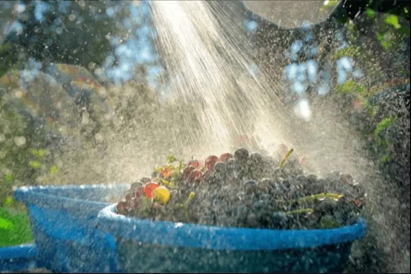 TECHNICAL BLOG: WASHING GRAPES

Washing the grapes before crushing can be helpful in removing contaminants and reducing (but not eliminating) natural yeast populations – read more sauvignonblanc.com/washing-grapes/

#SauvignonBlancSA #SauvignonBlanc #Wine #WineMaking #SAWineHarvest2022