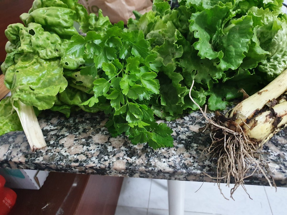 RoeCeli's tweet photo. A #colleita de hoxe non está nada mal #Hortiña #Canido #Leitugas #Calçots #Prixel #Acelga 🥦🥬🥒 https://t.co/p3zryXyUOh