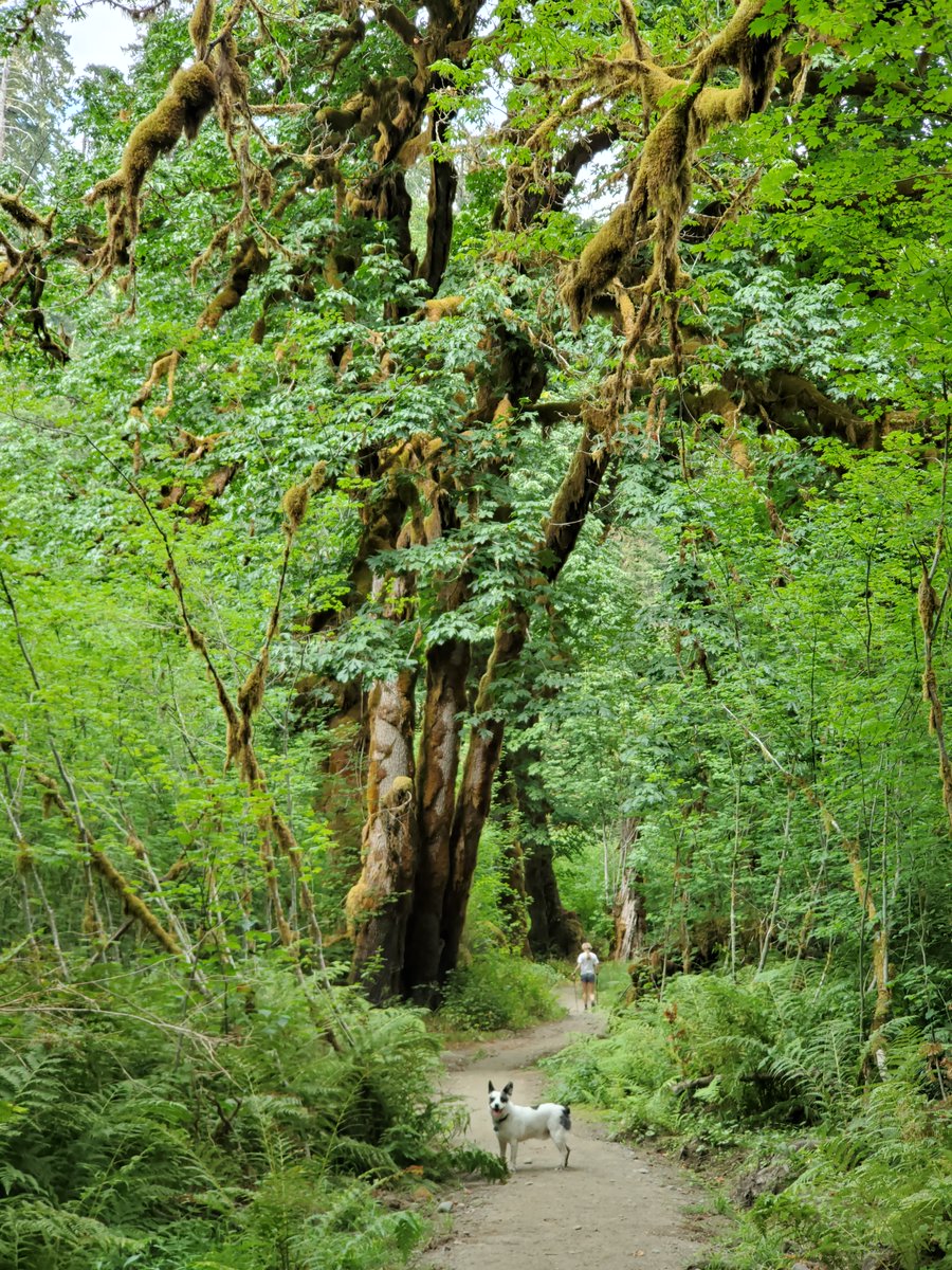 We'll go first: our advocate 
<a href="/pams_jams/">Pam Clough</a>
 loves the mossy big leaf maple grove on the Lower Skokomish River in Olympic National Forest. Beautiful old growth trees... which should be protected! #lettreesgrow 

Where is your favorite green space?