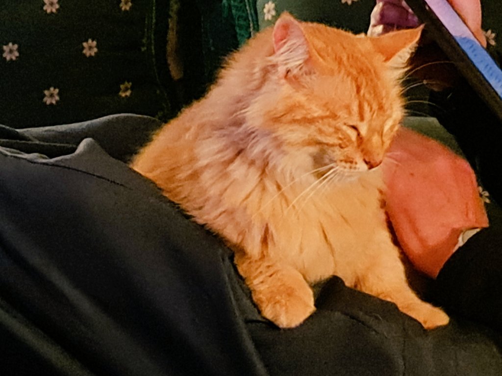 Almost good night from Rufus :)
#CatsOfTwitter