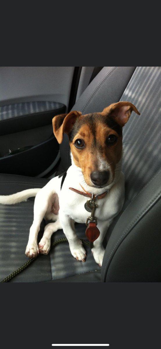 HenrysDogTweets's tweet photo. Ok it’s official… the kids have aged me!… 10 years ago I was quite the dish #stilldistingued #betterwithage #jackrussell https://t.co/Y5LhrNnzwE