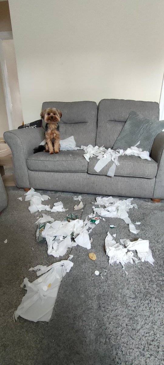 PetbentleyLLC's tweet photo. Oh No Dexter! 😂 #DogsBehavingVeryBadly https://t.co/bUtDEkGvuI