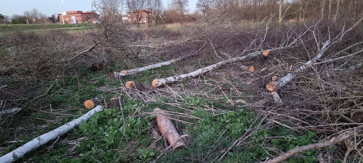 JWRijnbeek's tweet photo. @MirandaLelieve1 @Raad015 @zuid_holland @GemeenteDelft Vandaag ook grootschalige bomenkap tussen tanthof en A4, het beetje groen wat er nog was na de A4 en 380 kv ellende is nu ook grotendeels weg! https://t.co/pxzexAGnSv