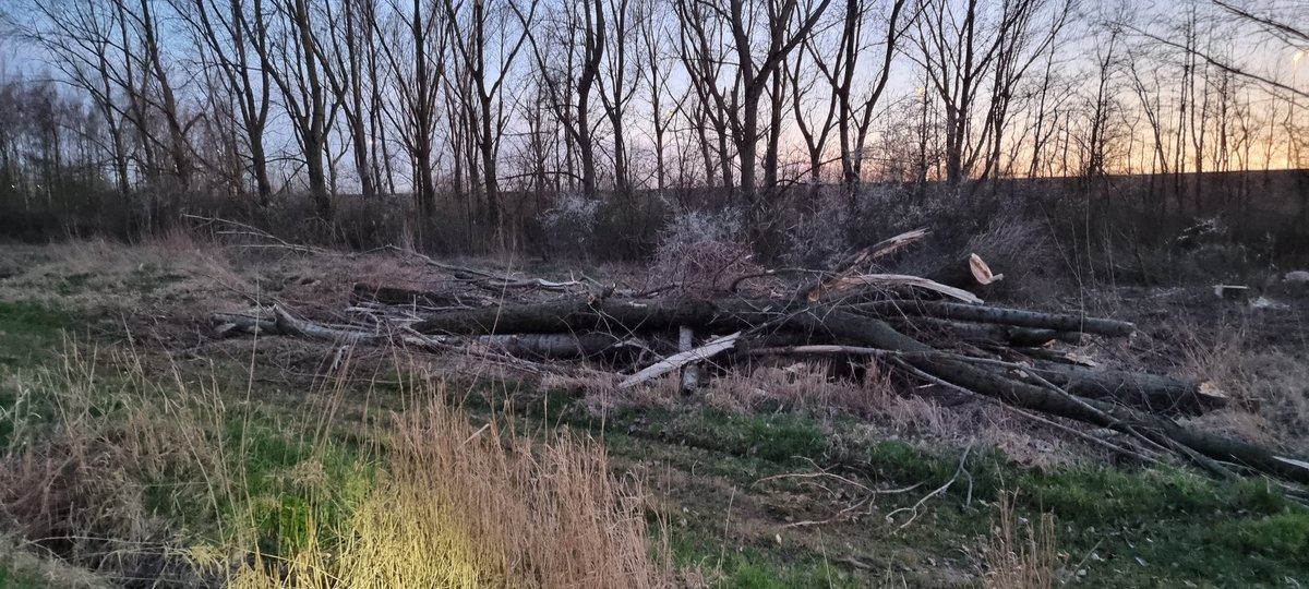 JWRijnbeek's tweet photo. @MirandaLelieve1 @Raad015 @zuid_holland @GemeenteDelft Vandaag ook grootschalige bomenkap tussen tanthof en A4, het beetje groen wat er nog was na de A4 en 380 kv ellende is nu ook grotendeels weg! https://t.co/pxzexAGnSv