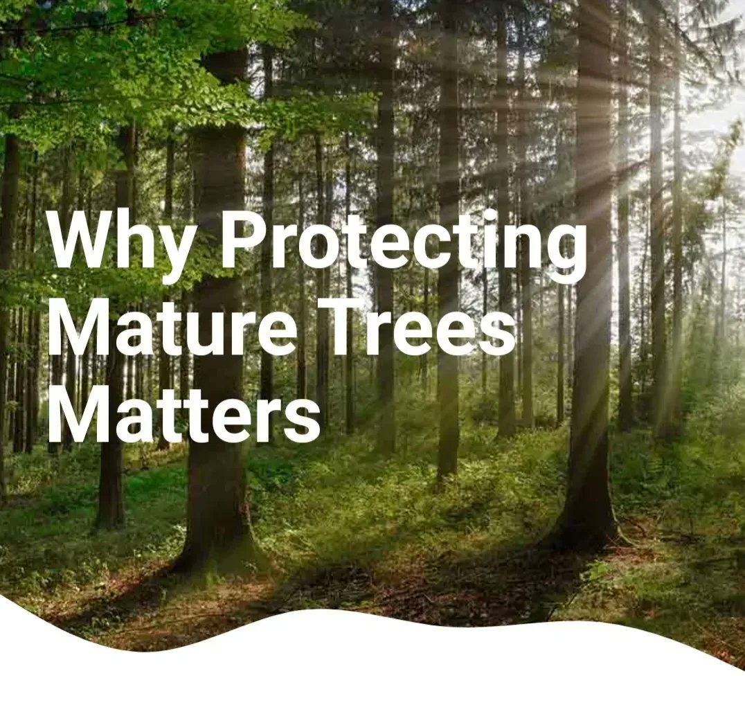 trees4whatcom's tweet photo. New blog posted! #trees #worthmorestanding #ClimateCrisis
visit https://t.co/wfCD1Ja0jw to read more! https://t.co/c9q8AdA4e7