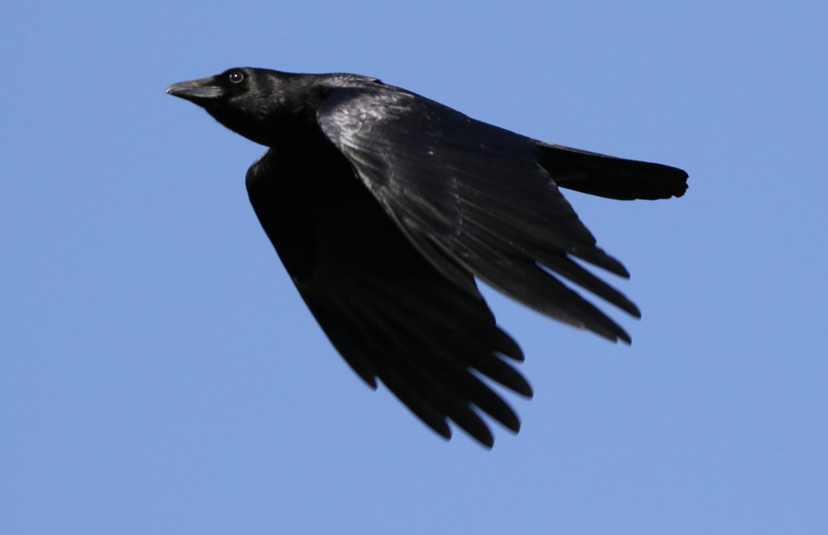 Incoming…..
#birding #carrioncrow #birdwatching #corvid #crow #nature #birds #avian