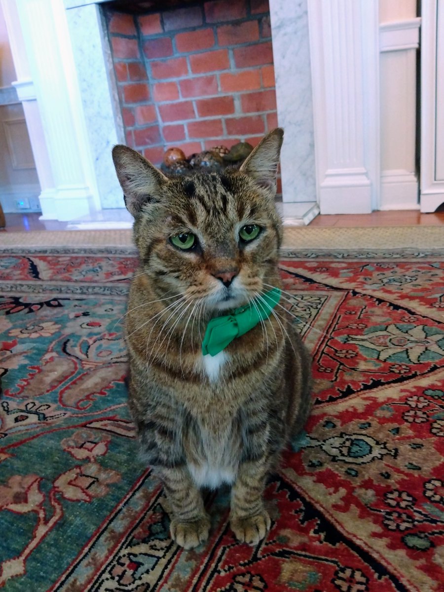 oldtownmanorkw's tweet photo. Doc wishes you a very happy St. Patrick's Day! He's loving the way the festive attire brings out his green eyes. πππ
.
.
#oldtownmanor #keywest #flkeys #lovefl #petfriendly #bedandbreakfast #duvalstreet #oldtownkeywest #florida #greenhotel #stpatsday #fkspca #rescuecat https://t.co/mQsnqaqfJW