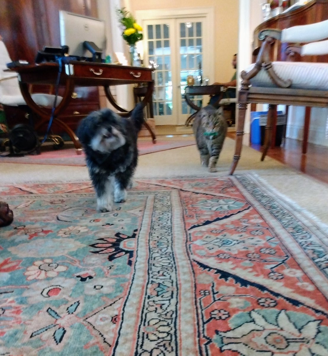 oldtownmanorkw's tweet photo. Doc wishes you a very happy St. Patrick's Day! He's loving the way the festive attire brings out his green eyes. πππ
.
.
#oldtownmanor #keywest #flkeys #lovefl #petfriendly #bedandbreakfast #duvalstreet #oldtownkeywest #florida #greenhotel #stpatsday #fkspca #rescuecat https://t.co/mQsnqaqfJW