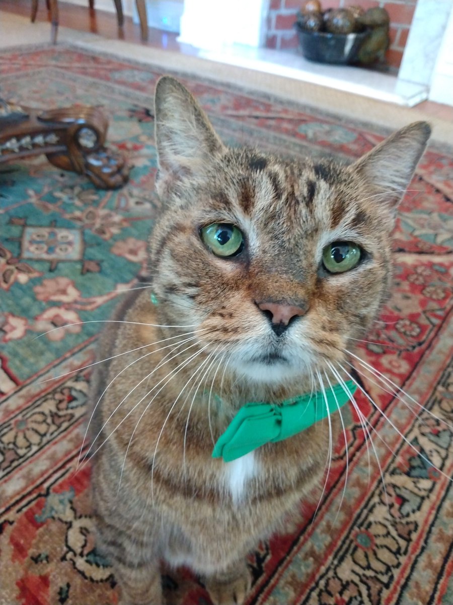 oldtownmanorkw's tweet photo. Doc wishes you a very happy St. Patrick's Day! He's loving the way the festive attire brings out his green eyes. πππ
.
.
#oldtownmanor #keywest #flkeys #lovefl #petfriendly #bedandbreakfast #duvalstreet #oldtownkeywest #florida #greenhotel #stpatsday #fkspca #rescuecat https://t.co/mQsnqaqfJW