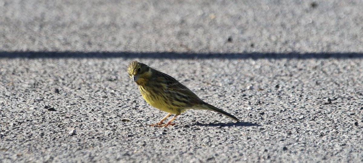 piethornevalley's tweet photo. Small flock of Yellowhammer at Yeovilton #birding #birds #birdwatching #yellowhammer #farmbirds #nature https://t.co/FUtFbCRZUN