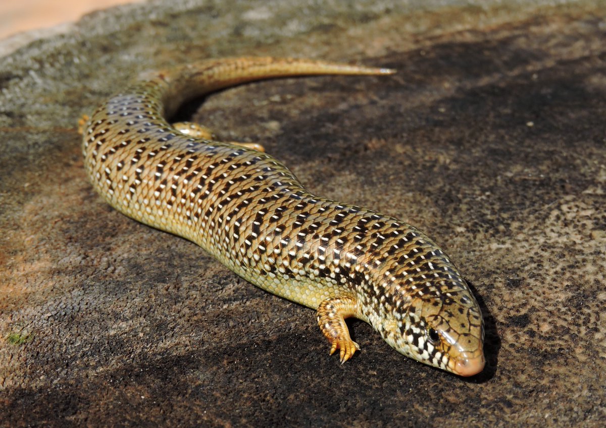 ecologiaUMH's tweet photo. We have a new paper led by @JuanMa_PerGar   published in BioInvasion Records! We report the expansion of an alien species, the ocellated #skink (Chalcides ocellatus), in the SE of Spain and warn of its invasive potential.  
#alienspecies #eslizon
https://t.co/BtBMPXpL1c https://t.co/x5rohhsOaY