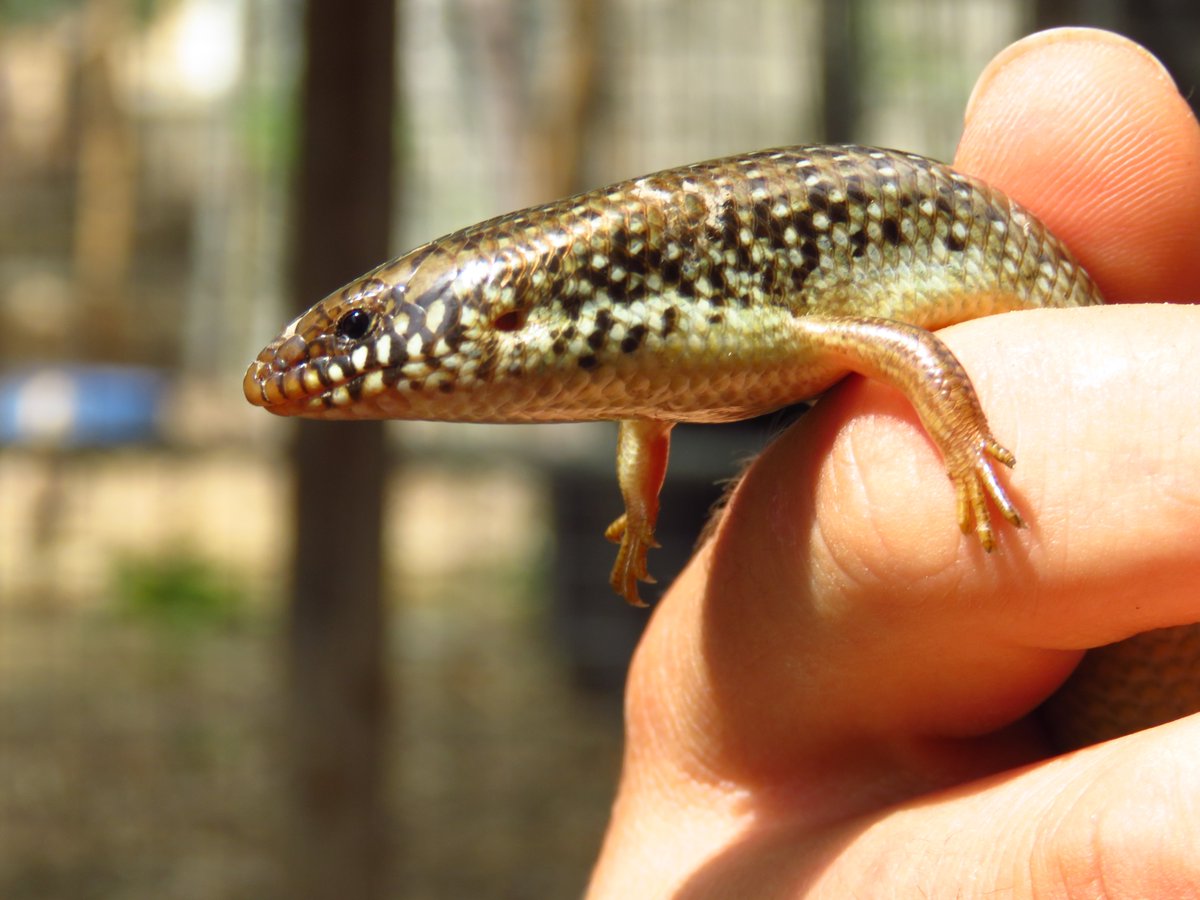 ecologiaUMH's tweet photo. We have a new paper led by @JuanMa_PerGar   published in BioInvasion Records! We report the expansion of an alien species, the ocellated #skink (Chalcides ocellatus), in the SE of Spain and warn of its invasive potential.  
#alienspecies #eslizon
https://t.co/BtBMPXpL1c https://t.co/x5rohhsOaY