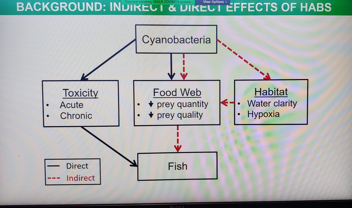 RileyTcat's tweet photo. We're often asked about the impact of #HABs on fish - @AEL_OSU is getting the answers! Fish live, eat and thrive in HABS, but accumulate #microcystin and change their eating habits. Lots more to come! #CSMI #LakeErie #SOLE22 https://t.co/uPlI13yBzc