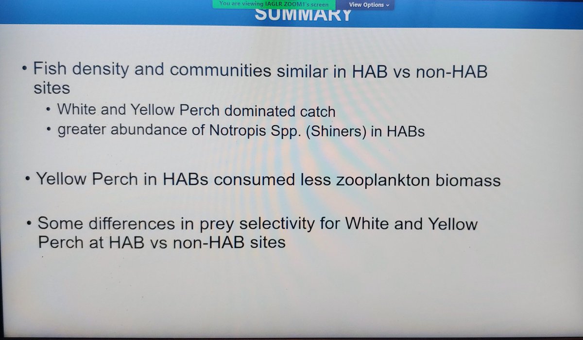 RileyTcat's tweet photo. We're often asked about the impact of #HABs on fish - @AEL_OSU is getting the answers! Fish live, eat and thrive in HABS, but accumulate #microcystin and change their eating habits. Lots more to come! #CSMI #LakeErie #SOLE22 https://t.co/uPlI13yBzc