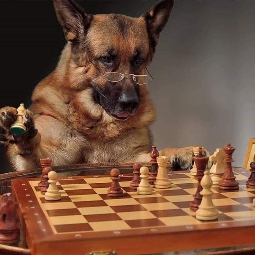 scala_chess's tweet image. #chess #Шахматы #Ajedrez #Xadrez #Schach #Catur #Schaken #شطرنج #チェス #Échecs #sachmatai #lichess #chessboard #chessgame #chessmoves #chessmaster #chessplayer #chesspiece #chesslover #chessclub #chesspuzzle #chessplayers #chessnotcheckers zpr.io/bj7TBsL6L2FX