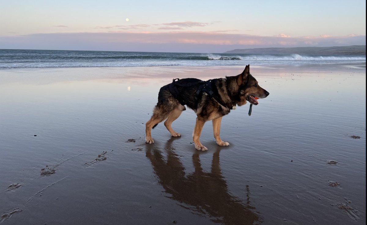 Beautiful but chilly and windy walk along the beach just now. The light was perfect. 
This is Finn’s catalogue pose🤣🐾
#Scotland
#Lothian
#BeachLife
#RoadTrip
#vanlife 
#retiredpolicedog 
#FabulousFinn 
#FinnsLawScotland