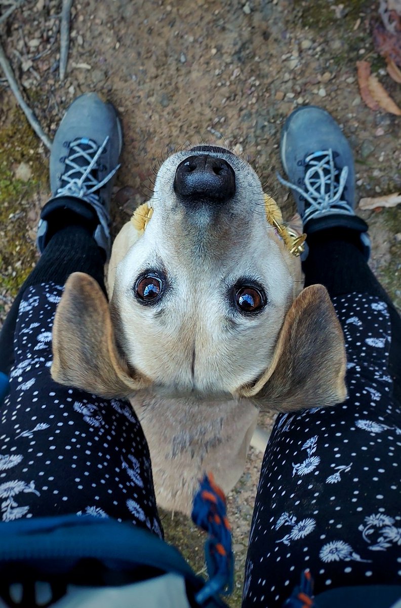 Appalachian Paws tweet media