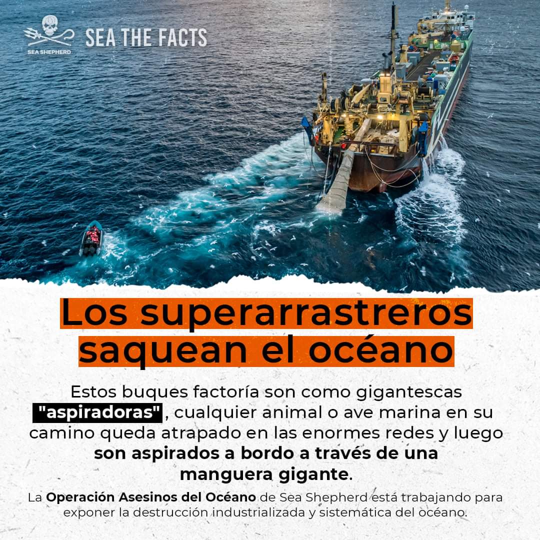 Sea Shepherd España tweet media