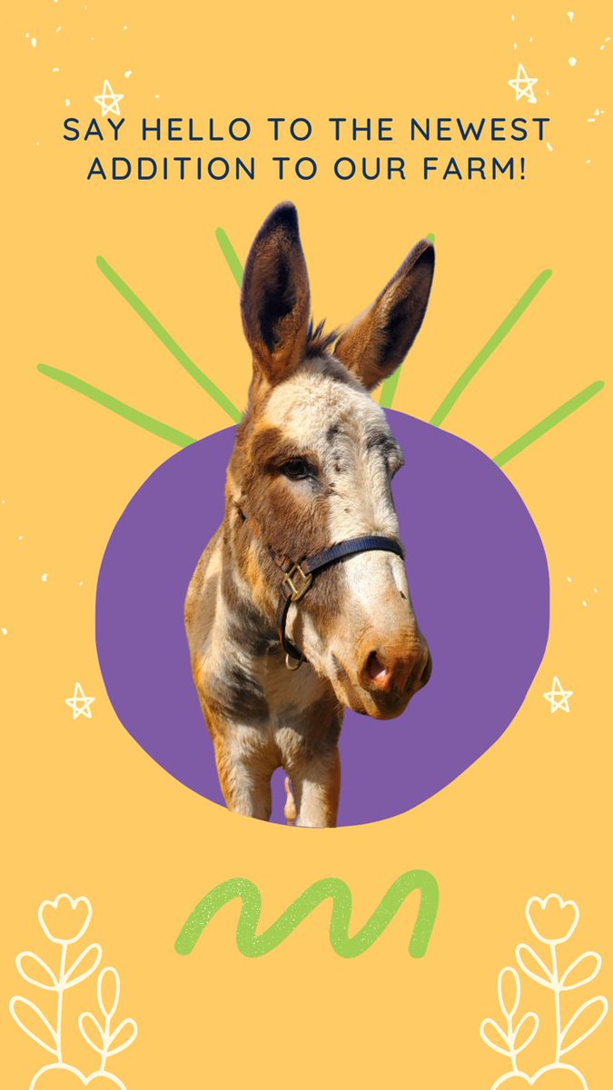 We have a new donkey😍🥰😍!