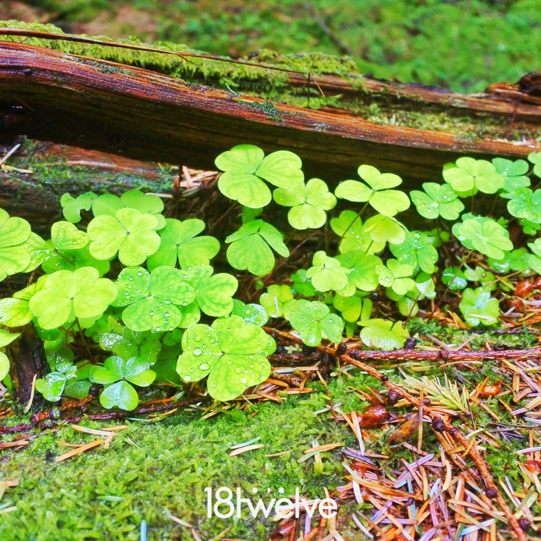 Happy #stpatricksday! Don’t get caught without some #green! ☘️