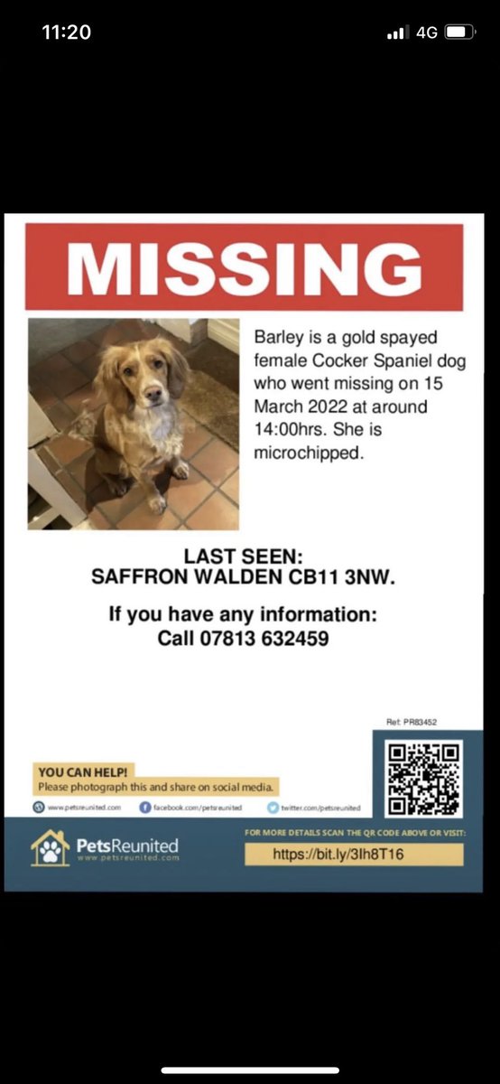JessLongmore's tweet photo. desperately searching for this dog #saffronwaldon #missingdog #cockerspaniel #lostdog #dogsoftwitter #Newport #Cambridge @petsreunited https://t.co/vIpHSL9nAU