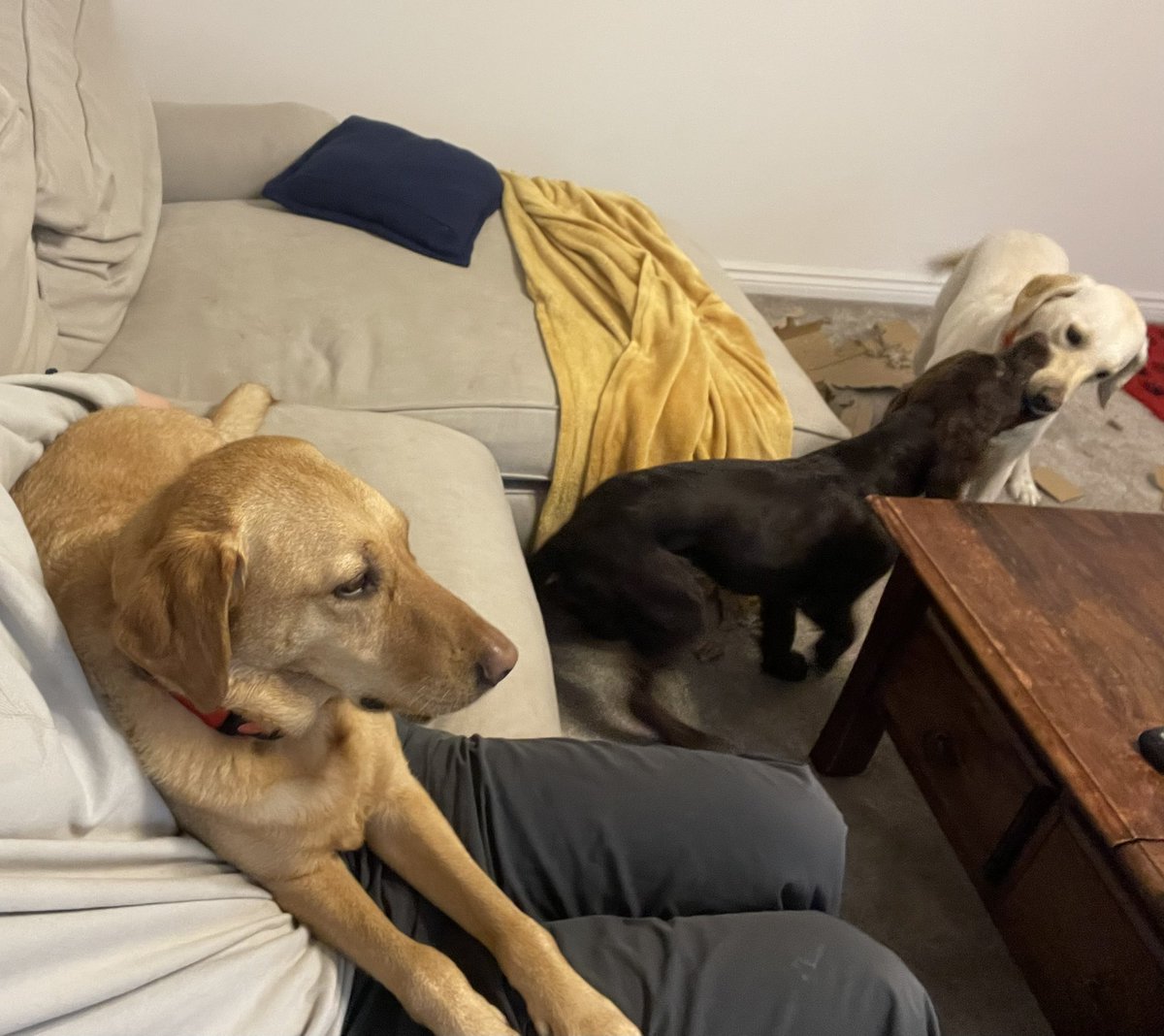 3 amigos had another play date 🥰 Well, barley just slept with the humans whilst the youngsters fought over every tennis ball in the house for hour after hour, destroyed another cardboard box and generally caused chaos 🤣🙈🎾📦🐶🐶🐶 #dogsoftwitter #dogs