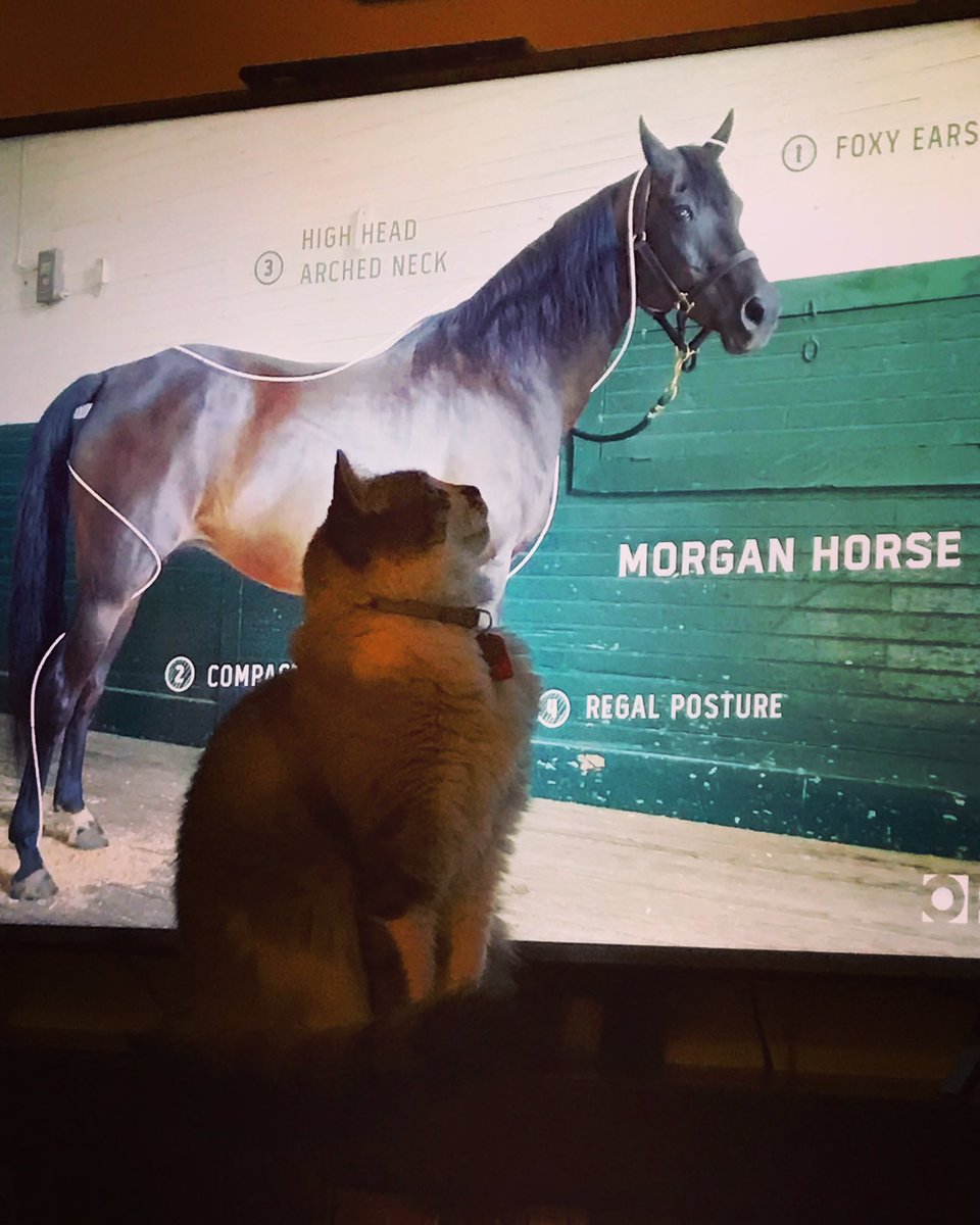 tofukitty's tweet photo. AITA for sitting in front of the TV while watching Nature so that Meowmy’s view was blocked?
#OiDownInFront #cat https://t.co/cw9Zhf1sNr