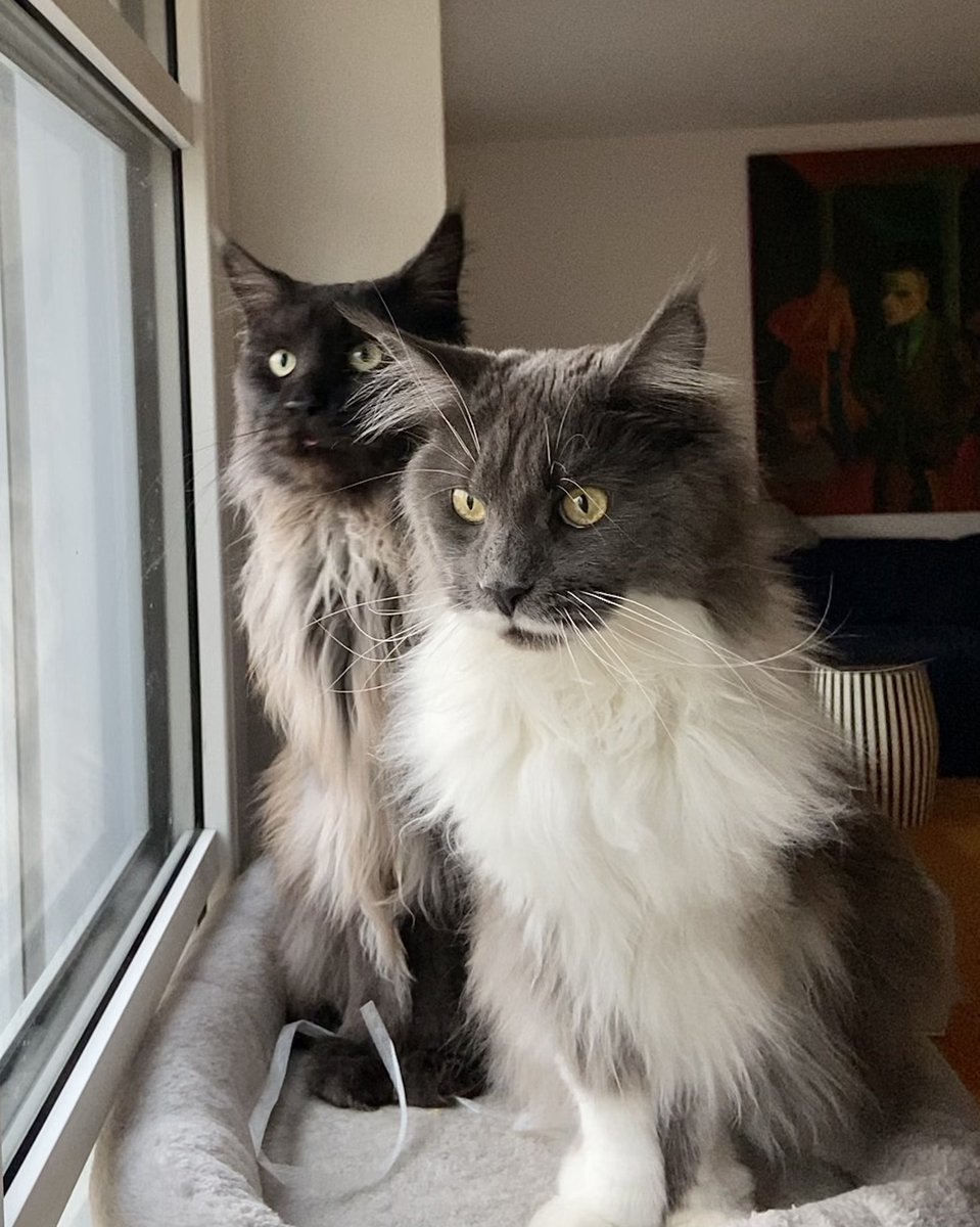 Shadow_WolfCat's tweet photo. bird watching 🪶💛💛💕 #CatsOfTwitter https://t.co/XW2BKf1oi3
