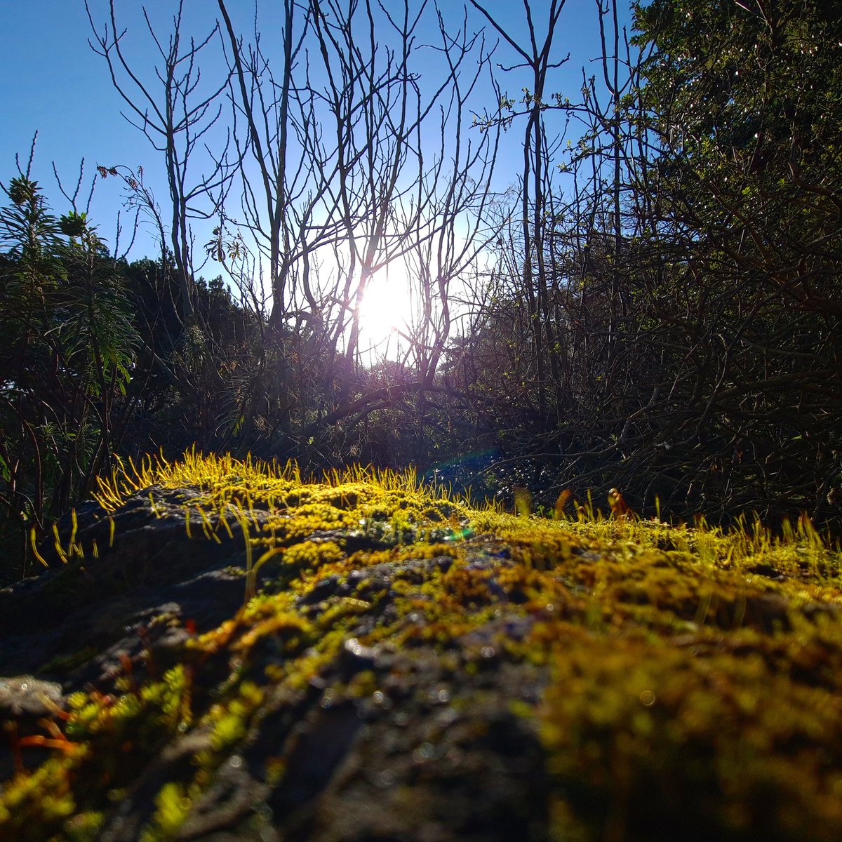 Ventnor Botanic Garden tweet media