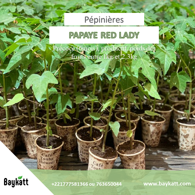Baykatt_'s tweet photo. nos pepinières de papaye (Red Lady) sont disponibles à 500frs/pied.
#Baykatt!!!
#sunumbay!!!! https://t.co/An2qIGnZd6