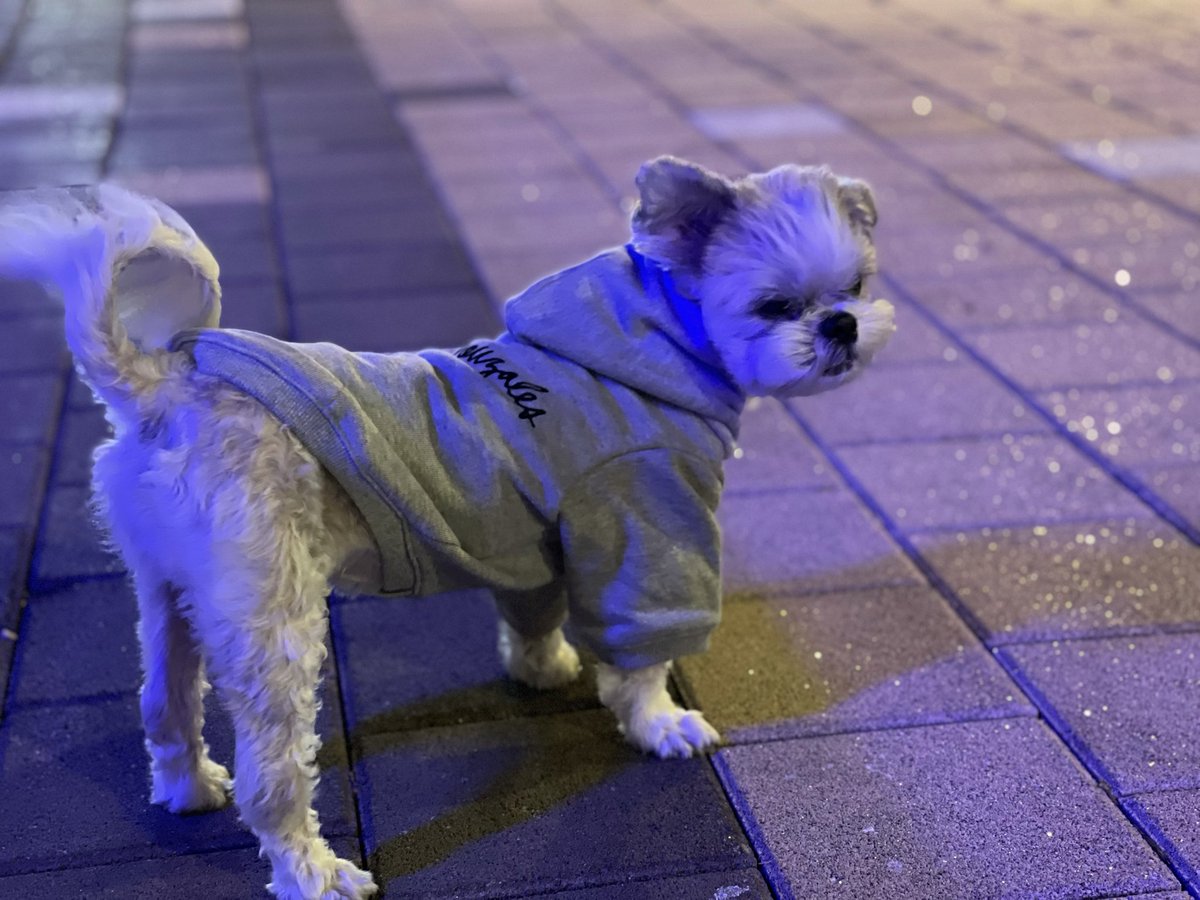 19now97's tweet photo. 우리 다롱이가 세상에서 젤 귀여우..
#다롱이_우리곁에와줘서고마워 https://t.co/9cKW2CfdFz