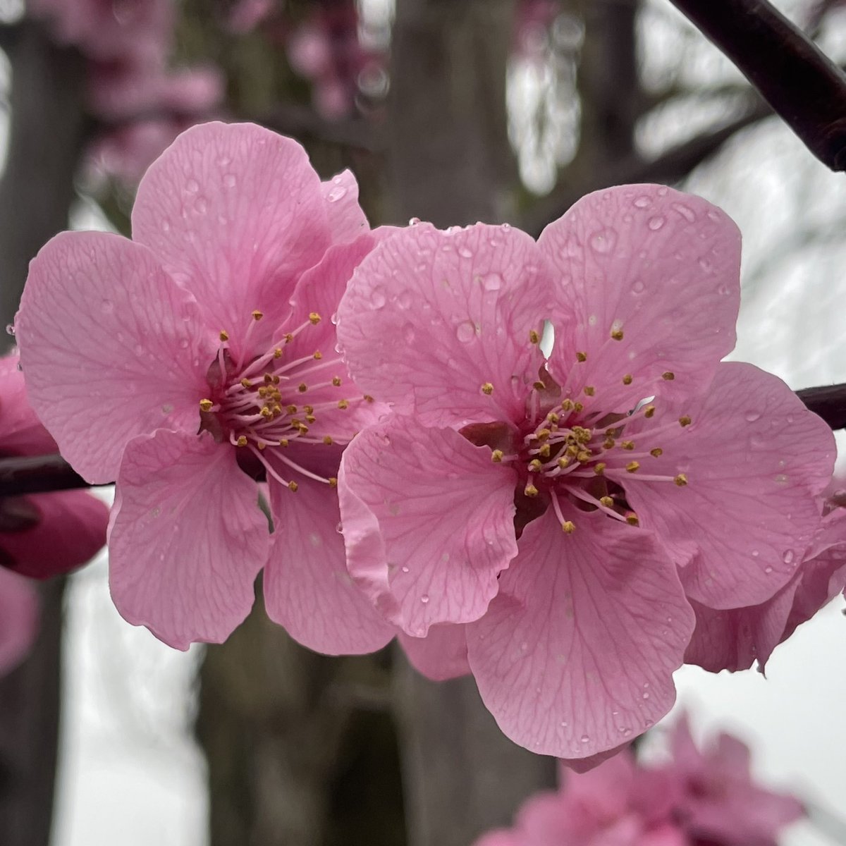 Gjm841's tweet photo. Prunus, magnolia, syringa all budding up nicely. Spring is here. https://t.co/aAVbBH0R4g