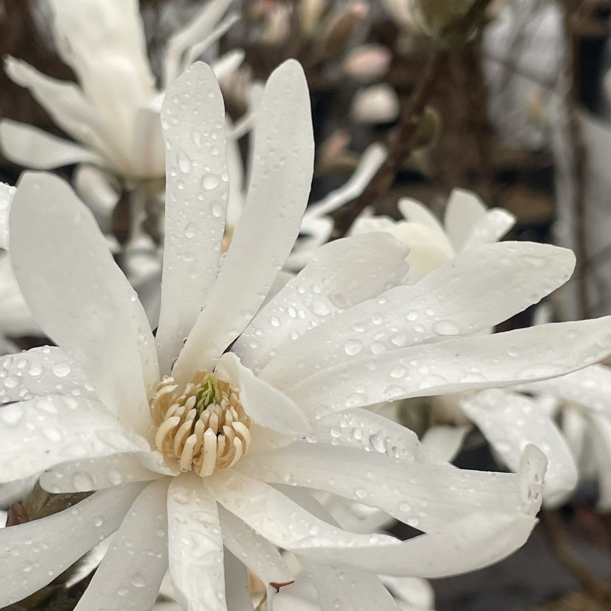 Gjm841's tweet photo. Prunus, magnolia, syringa all budding up nicely. Spring is here. https://t.co/aAVbBH0R4g