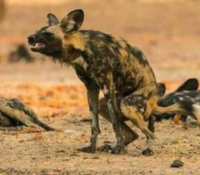 Musvetu1's tweet photo. @TafadzwaMugwadi @CCCZimbabwe Mugwada Up to now u don't know that there is new born baby called CCC???? That's why u don't tell ur Boss Ed the truth of things https://t.co/FsXm5p1SIm