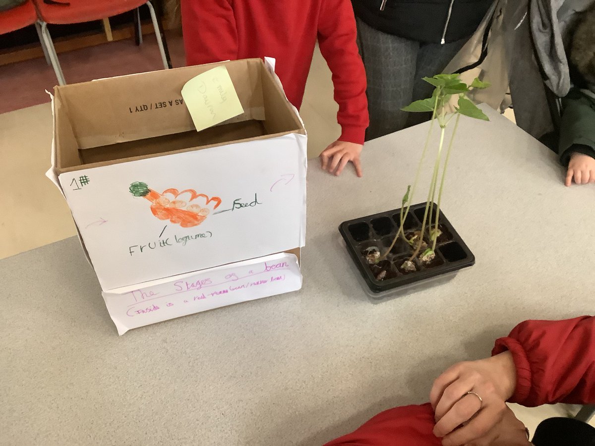 PrimaryOakhill's tweet photo. Thank you to the children and parents for attending this weeks after school Science Fair - one of our governors came in to judge the entries and was very impressed! Well done everyone 👩🏻‍🔬🧪👏🏻 https://t.co/QxkNYXTOOK