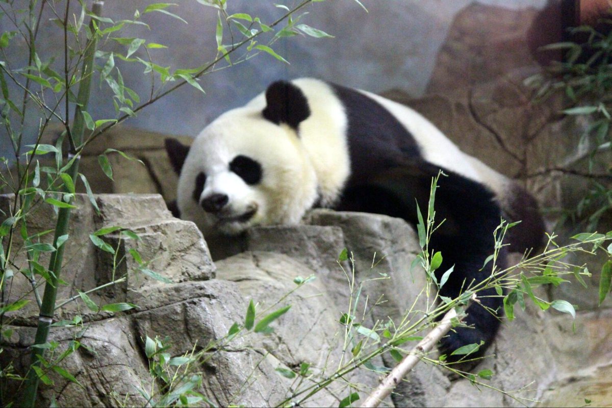 DCist's tweet image. Happy Panda-versary! The National Zoo is celebrating 50 years of its Giant Panda program dcist.com/story/22/03/17…