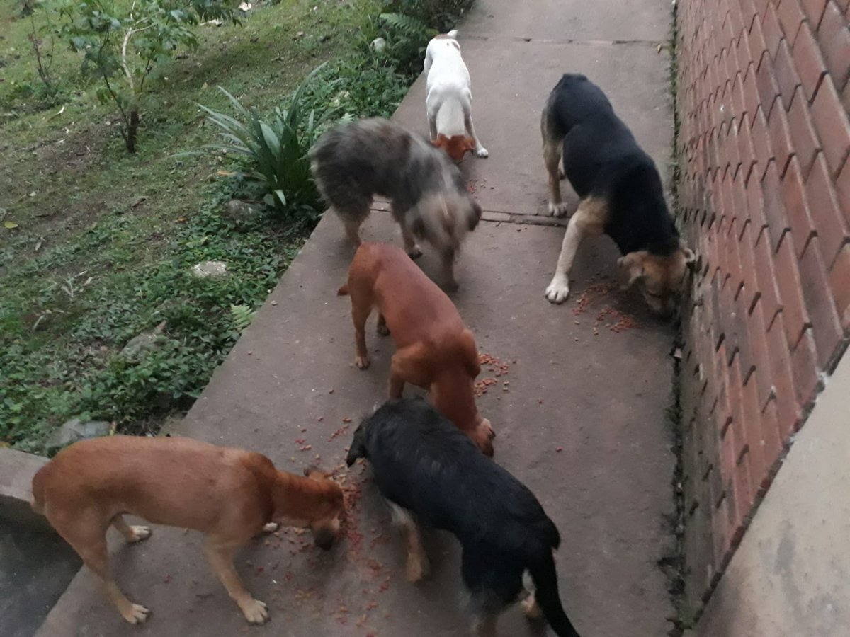 udemeritos's tweet photo. Atención habitantes del Municipio de #LaCumbre #ValleDelCauca: Los perritos de la Institución educativa La Libertad de #Bitaco estárían en Peligro de ser sacrificados. Señor rector James Ignacio Montero, por favor tenga piedad de ellos, ayude a protegerlos, no permita eso. https://t.co/cVM511rjg8