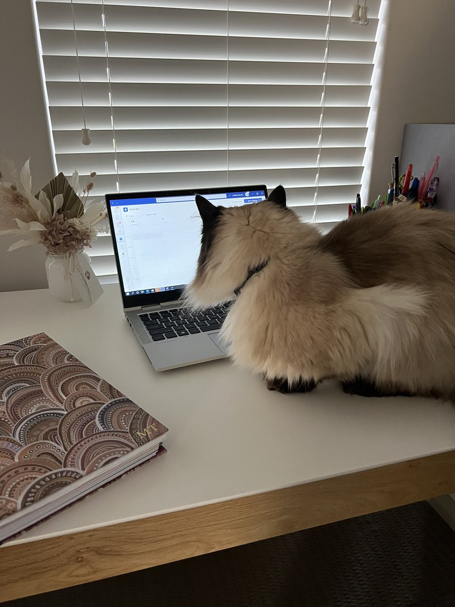 melramos191's tweet photo. Benji is ready for the #ViSN PL day 😂 @Atanham70 @MrsKK8 https://t.co/9mr4MUvEt5