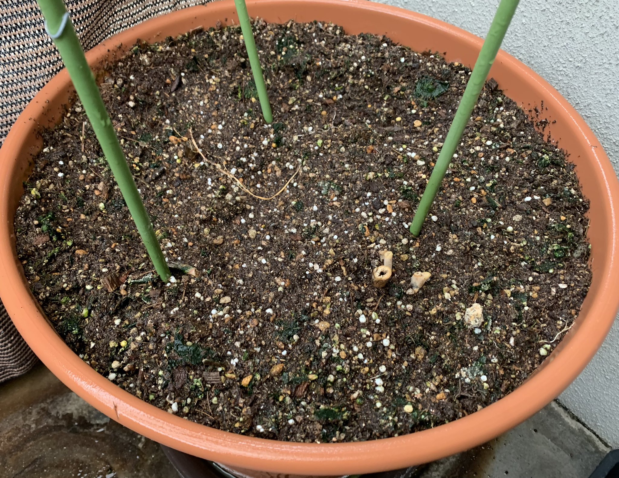 北野あざらし 家庭菜園 アスパラガス アスパラガス君3年生 今頃 ニョキッと顔を出していたはずなんだけど まったく音沙汰なし 根腐れ 病気 まだ寒い 去年のアスパラは細いのしか採れなかったし 一度 鉢の中見てみようかなあ T