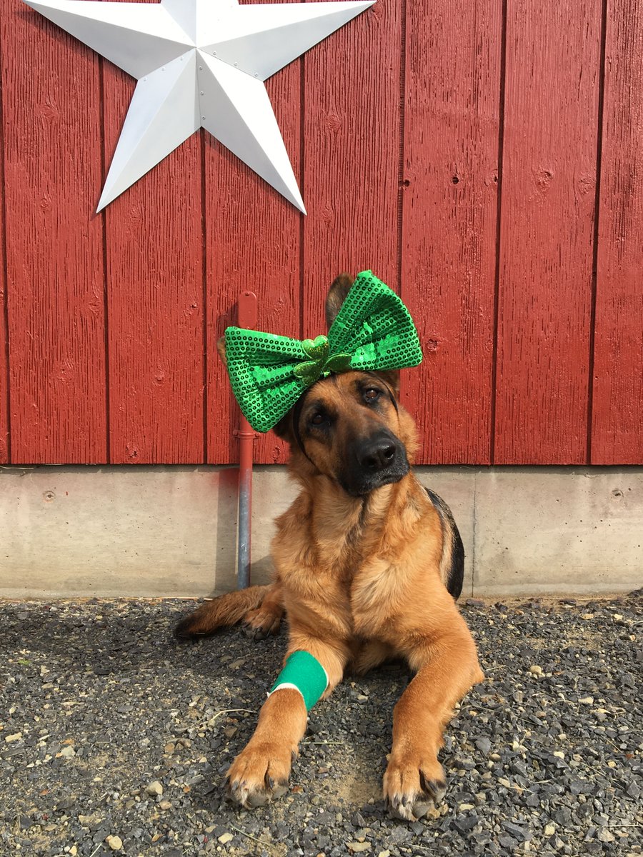 drawnfromexp's tweet photo. Happy St. Patty's Day (on point ear to bow ratio on display here ;) https://t.co/6gyvjSDjC9
