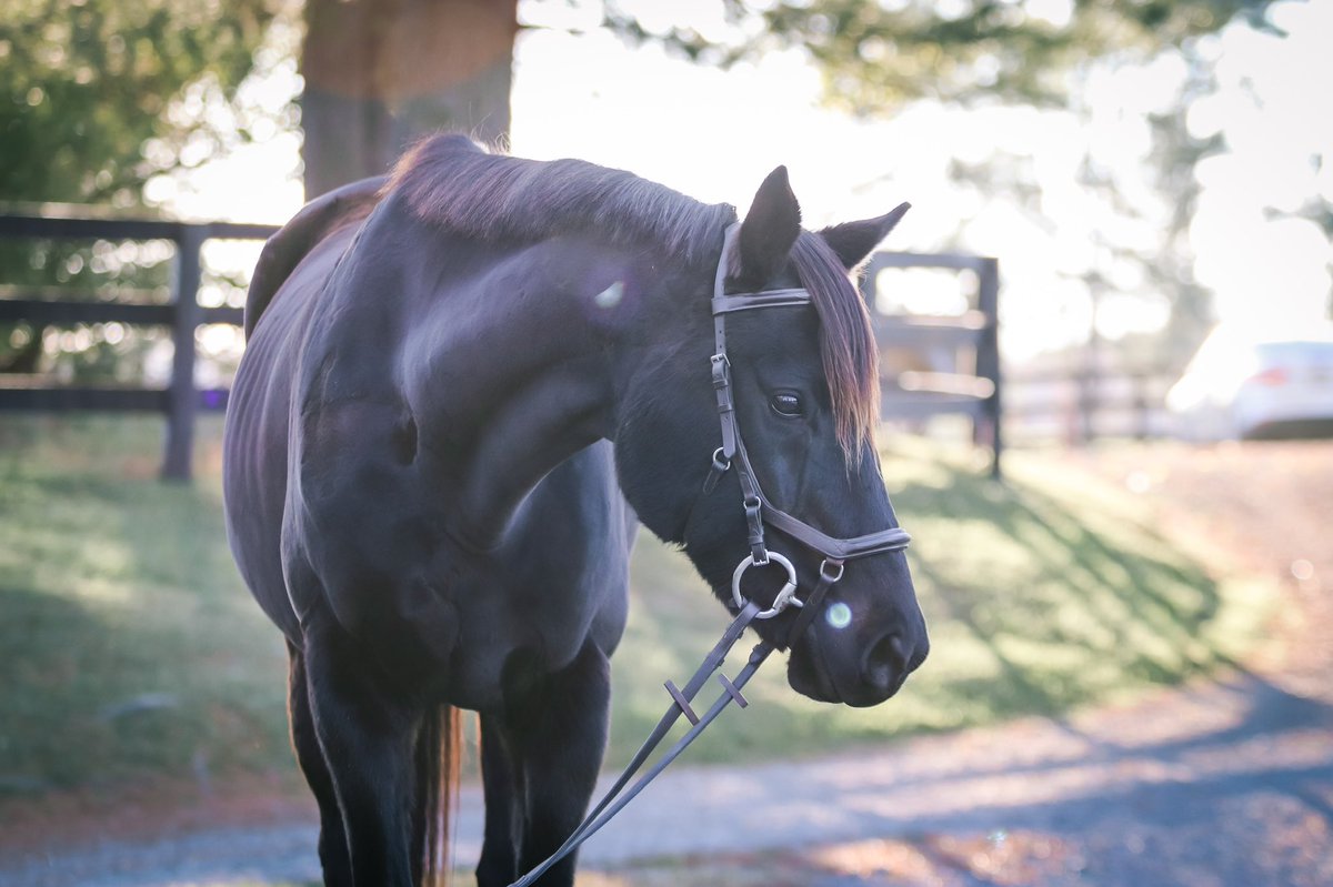 cjmight's tweet photo. @plantsnponies This is the best side profile picture I can find but they look so similar https://t.co/gbYFQIWEpK