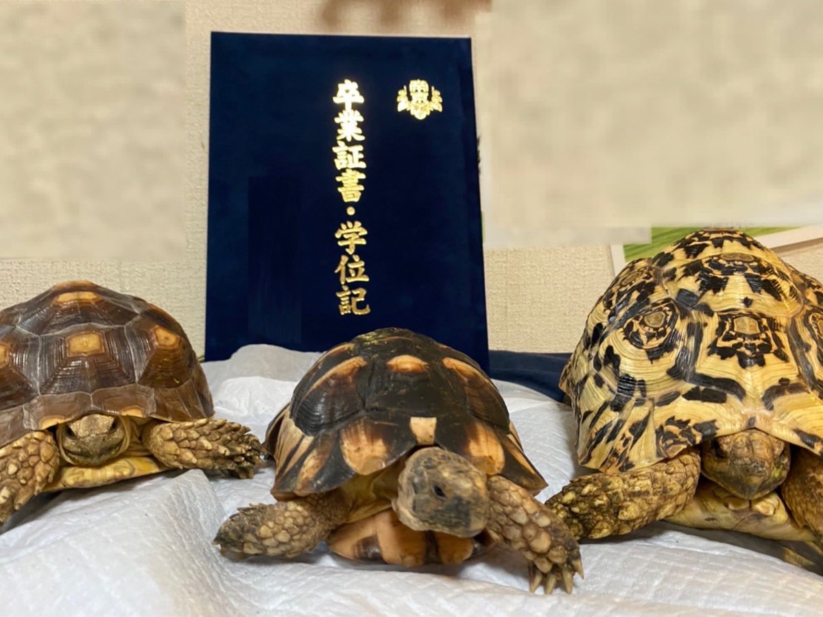 koji_3228's tweet photo. 大学生活支えてくれてありがとう🐢🐢🐢 https://t.co/3KNSmWeNjf