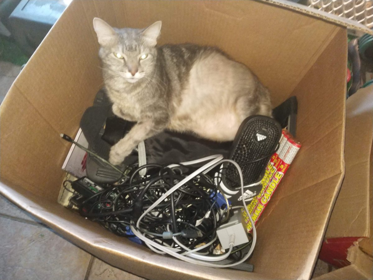 Mansurf4's tweet photo. @Thereisnocat_ There is no cat in this box! https://t.co/SBTFBXLXwb