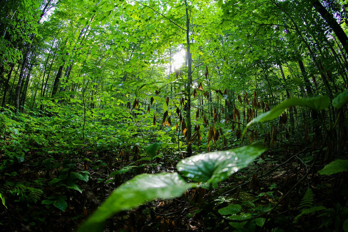 Bronibibini tweet media