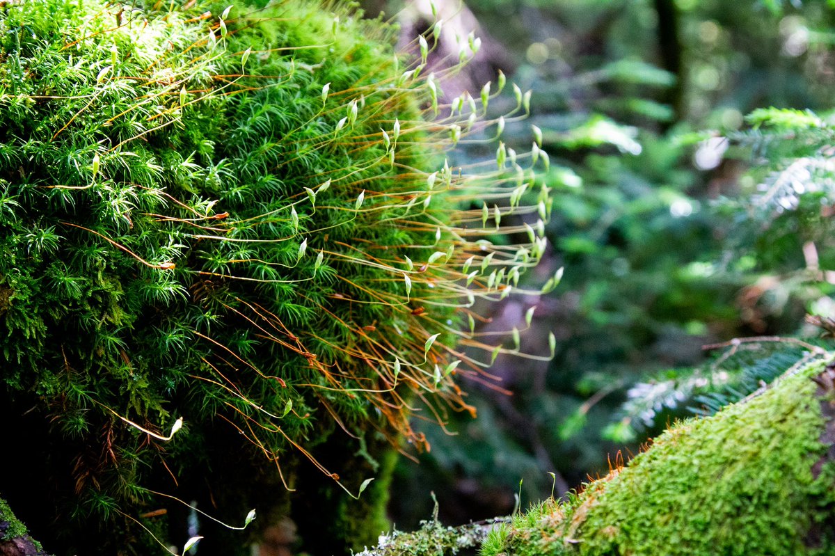 Bronibibini tweet media