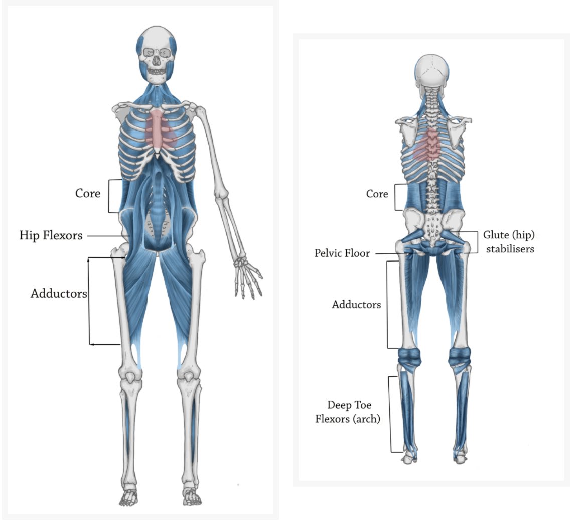 It’s all connected. 
🧠 💥 💨 
#pelvicpain 
#fascia
#pelvicfloor
#pelvictension
#weakcore
#psoas