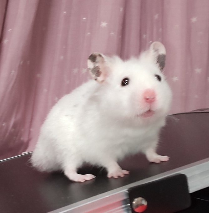 ハムスターのtwitterイラスト検索結果